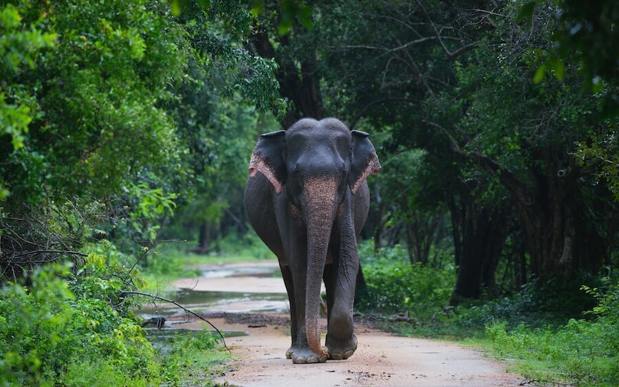 Asian elephant