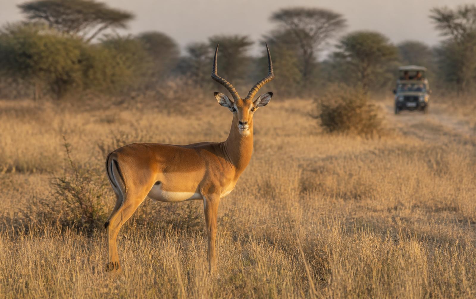 Do tourists stress out safari animals? We tested their dung to find out